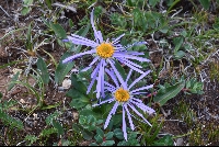 Aster cf. diplostephioides