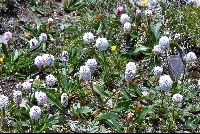 Bistorta macrophylla