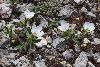 <em>Arenaria spathulifolia</em>