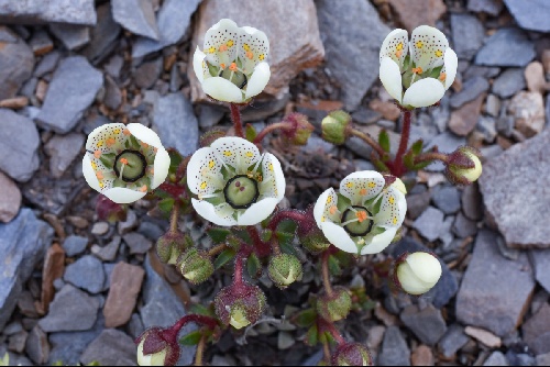 Saxifraga punctulata