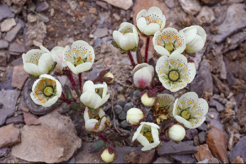 Saxifraga punctulata