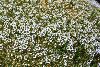 <em>Arenaria densissima</em>