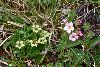 <em>Parnassia cacuminum &</em> 'Androsace adenocephala'