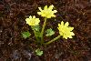 <em>Ranunculus angustisepalus</em>