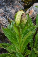 Saussurea sichuanica