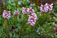 Diplarche multiflora