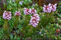 Diplarche multiflora