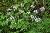 Cardamine macrophylla