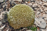 Arenaria densissima