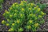 <em>Euphorbia jolkinii</em>