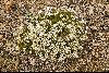 <em>Arenaria kansuensis</em>