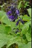 <em>Salvia prattii</em>