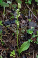 Platanthera minutiflora
