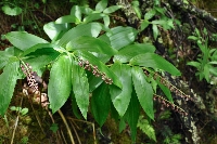 Maianthemum cf. purpureum