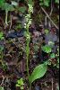 <em>Platanthera minutiflora</em>