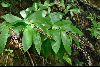 <em>Maianthemum cf. purpureum</em>