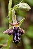 <em>Ophrys cretica subsp. ariadnae</em>