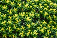 Euphorbia acanthothamnos