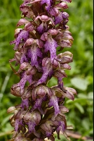 Himantoglossum robertianum