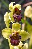 <em>Ophrys bombyliflora</em>