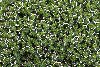 <em>Euphorbia acanthothamnos</em>