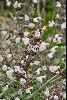 <em>Salvia fruticosa</em>