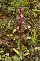 Orchis collina
