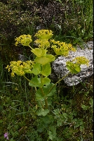 Smyrnium rotundifolium subsp. rotundifolium