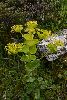 <em>Smyrnium rotundifolium subsp. rotundifolium</em>