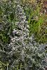 <em>Echium italicum subsp. biebersteinii</em>
