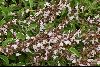 <em>Salvia fruticosa</em>