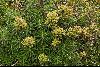 <em>Euphorbia dendroides</em>