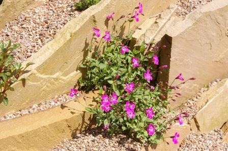 Petrocoptis pardoi Alpine Garden Society