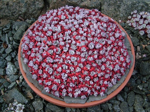 Sedum spathulifolium 'Capa Blanca'