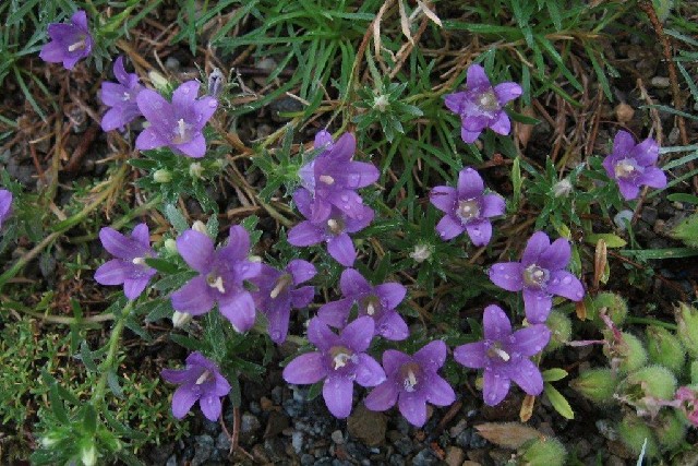 Edraianthus Wettsteinii - Alpine Garden Society