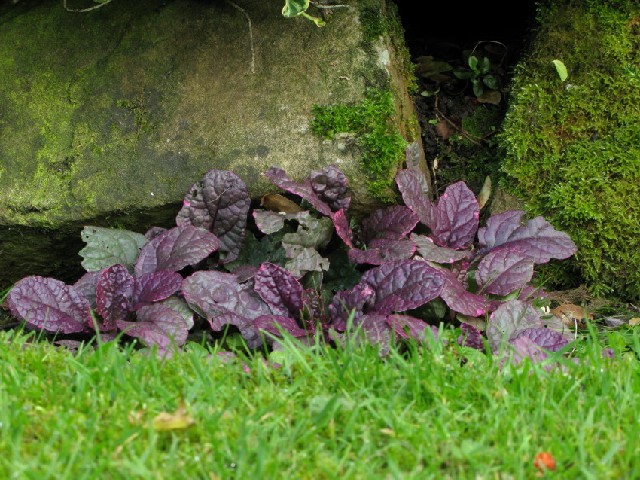 Ajuga reptans
