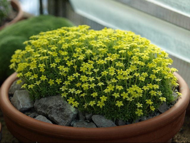 dionysia-diapensiifolia-alpine-garden-society