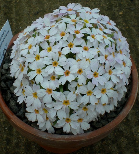 Primula henrici ssp. dubernardiana PBC0305