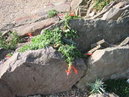 Zauschneria californica 'Dublin'