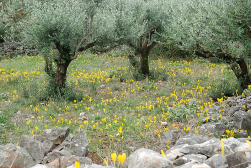 Sternbergia lutea