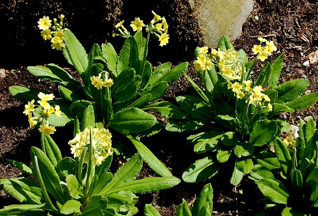 Primula luteola - Alpine Garden Society