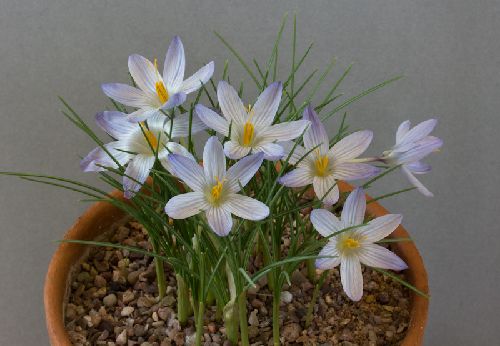 Crocus baytopiorum - Alpine Garden Society