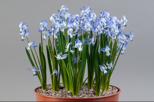 Scilla rosenii - Alpine Garden Society