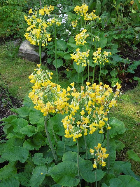 Primula florindae - Alpine Garden Society